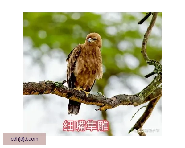 鹰与雕的终极对决：力量、速度与天空霸主之争全解析